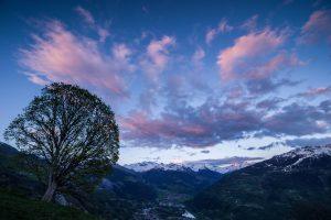 Du vent dans les branches