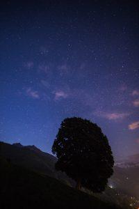 Les lauriers de Maurice