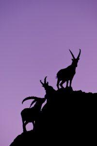 Le crépuscule des bouquetins